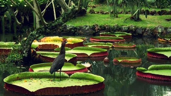 Pontos Turísticos Amazonas